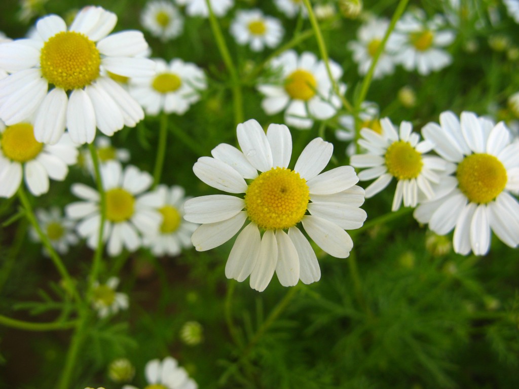 chamomile-plant