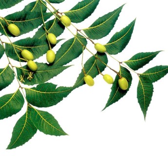 Neem olje, organsko, hladno stiskano