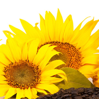 Sončnično olje, organsko, hladno stiskano, nerafinirano