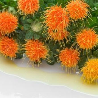 Žafranika - organsko, hladno stiskano olje