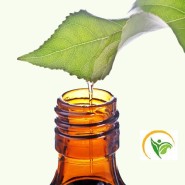 Hidrolat zelenega čaja, BIO