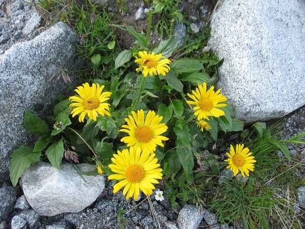 Arnica-montana–Pilot-Micha–CC-BY-NC