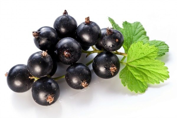 Blackcurrent-Seed-Oil-1 Blackcurrent-Seed-Oil-1