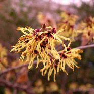 Virginski nepozebnik, posušen